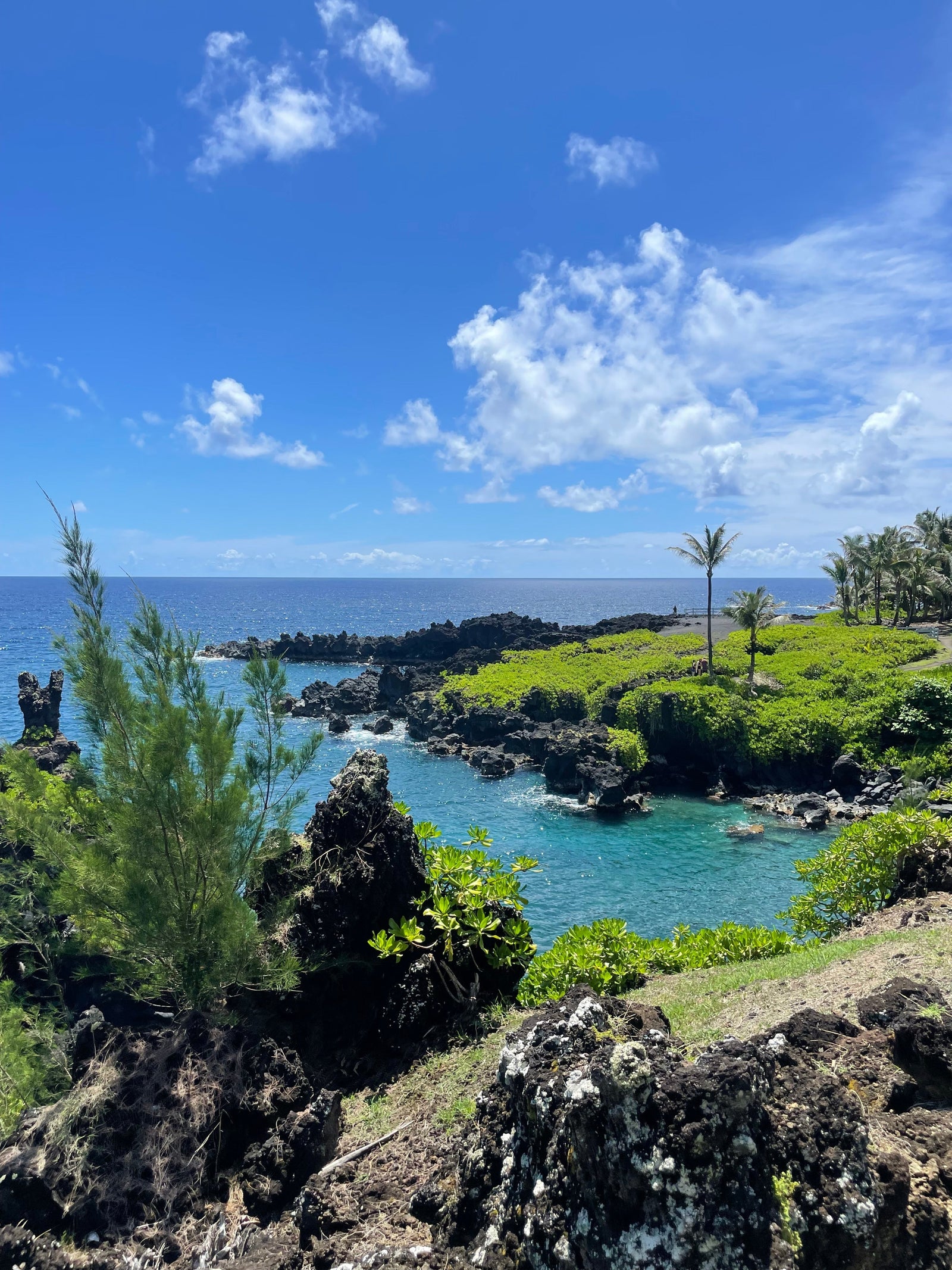 Turtles and Coral Reefs